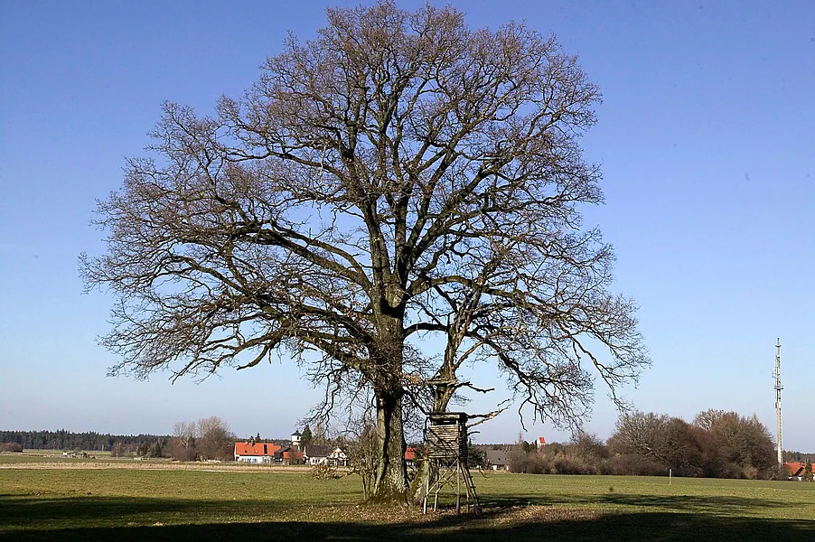 Baum mit Hochsitz vor Buchendorf